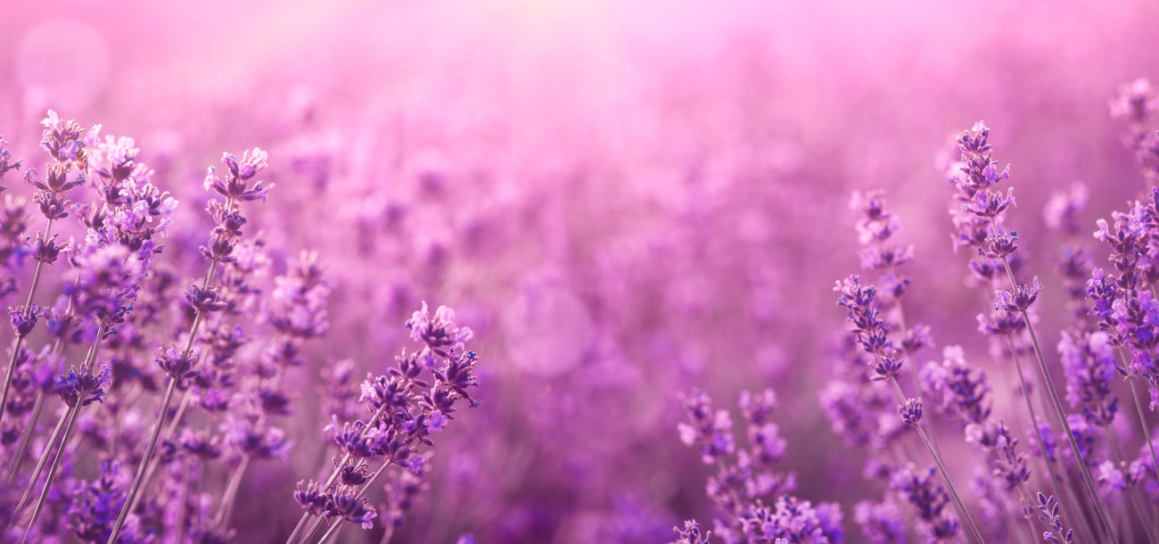 0083 lavender touch