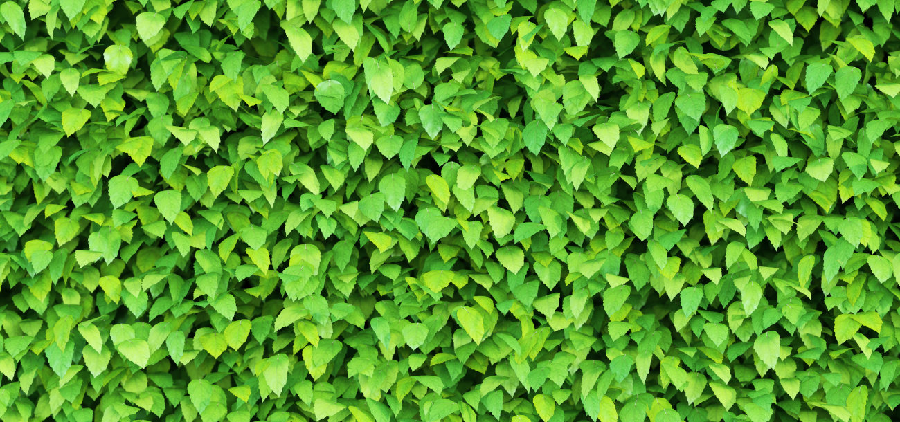 0099 green bush