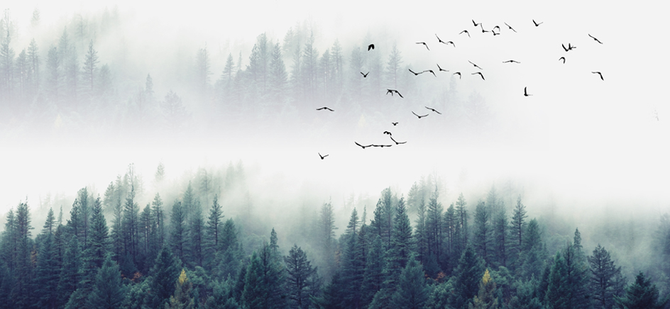 23-001 Birds